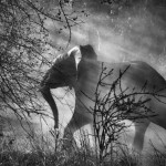 10-4-7501_s.salgado_sloni_elephants