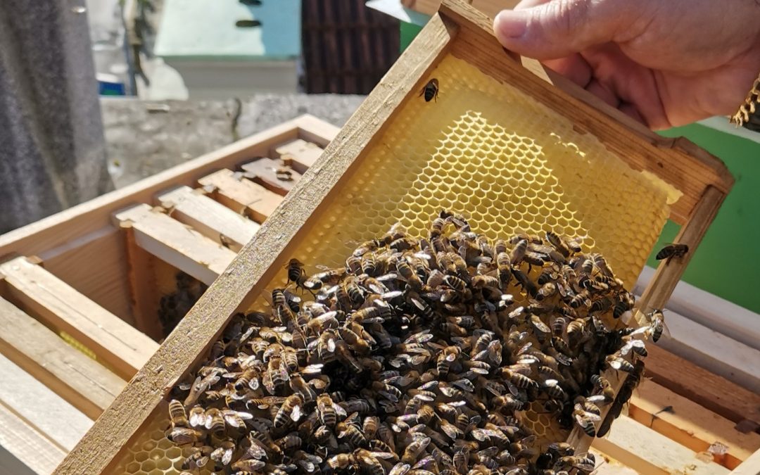 Predavanje Razvoj urbanega čebelarstva v Sloveniji in Ljubljani