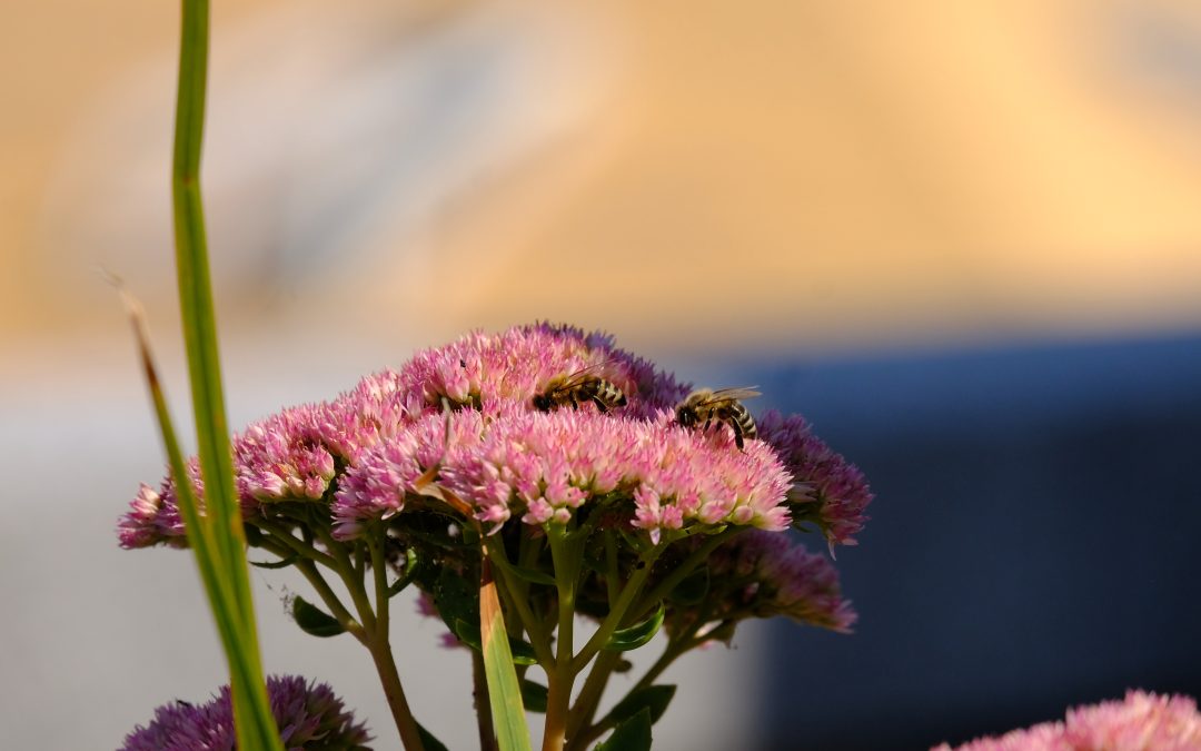 Svetovni dan čebel 2022 izpostavlja pomen mladih in čebelarstva
